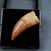 Paleosaruiofossil Deltadromeus agilis