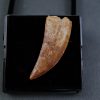 Paleosaruiofossil Deltadromeus agilis