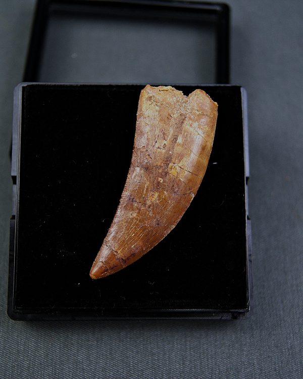 Paleosaruiofossil Deltadromeus agilis