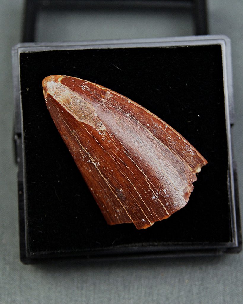 Carcharodontosaurus saharicus