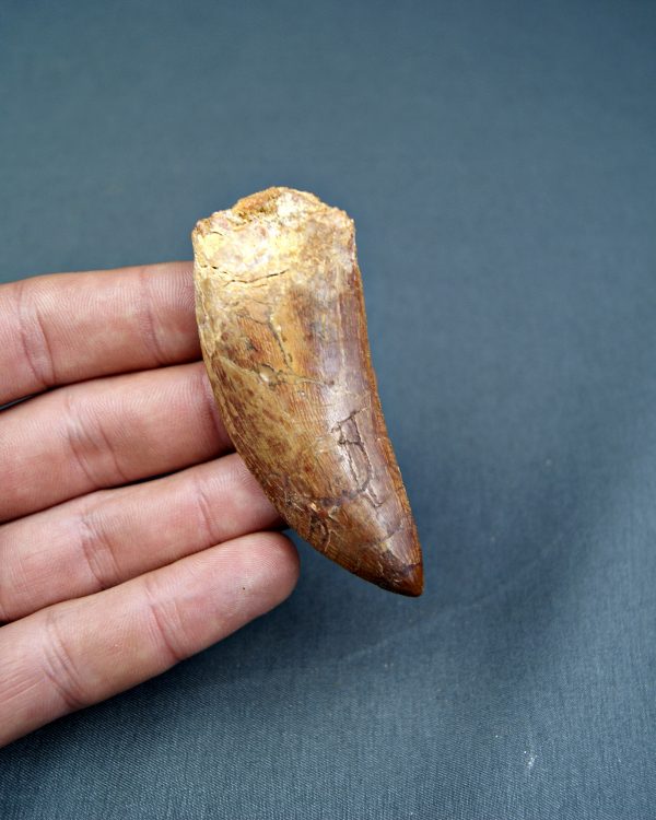 SONY DSC Carcharodontosaurus saharicus