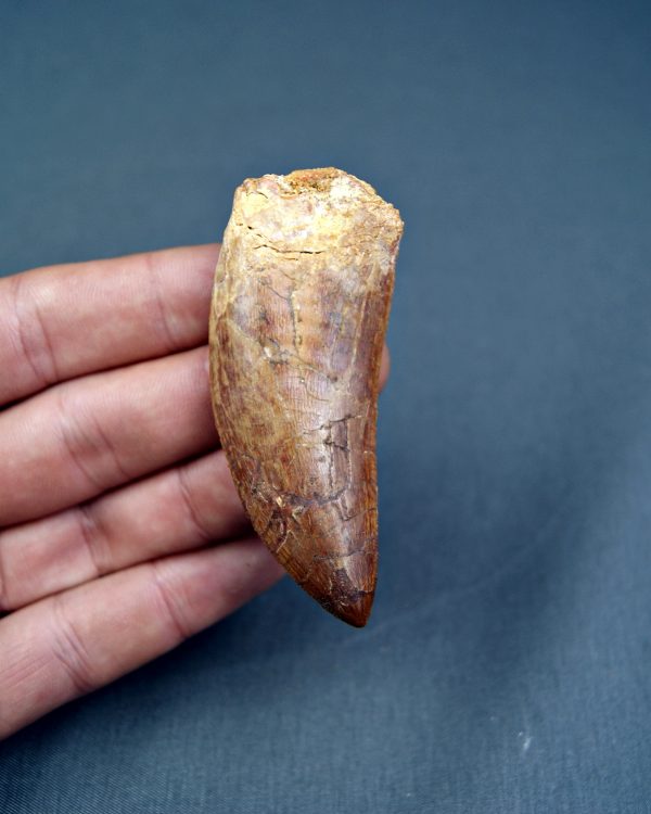 SONY DSC Carcharodontosaurus saharicus