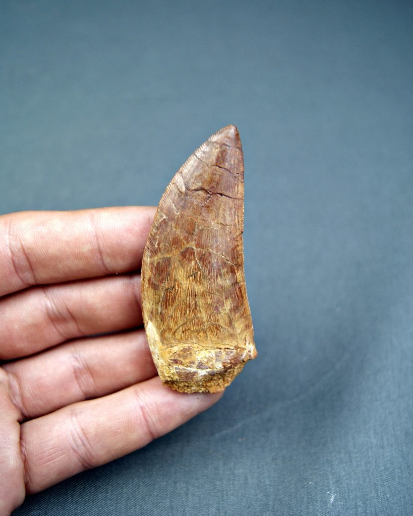 Carcharodontosaurus saharicus