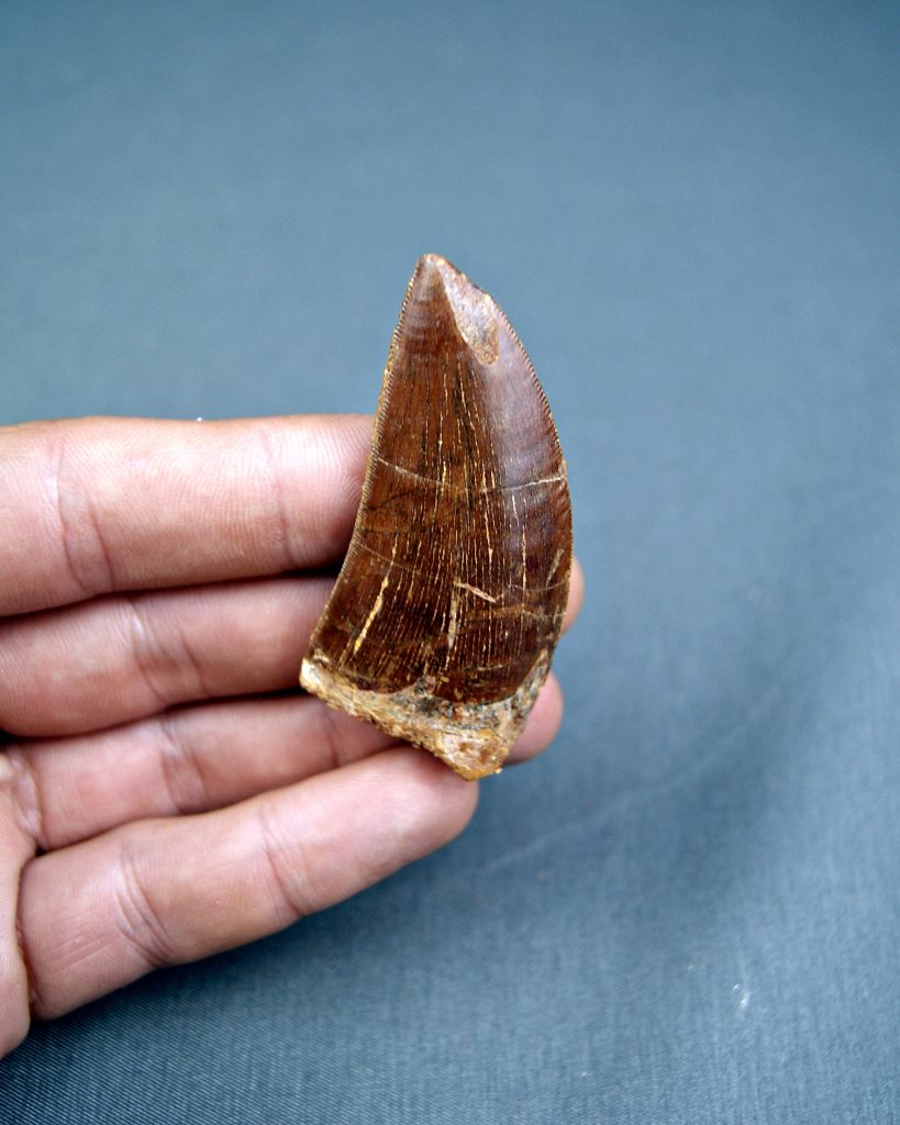 Carcharodontosaurus saharicus