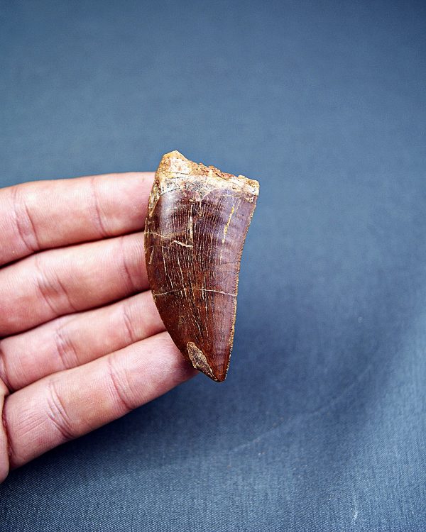 Carcharodontosaurus saharicus