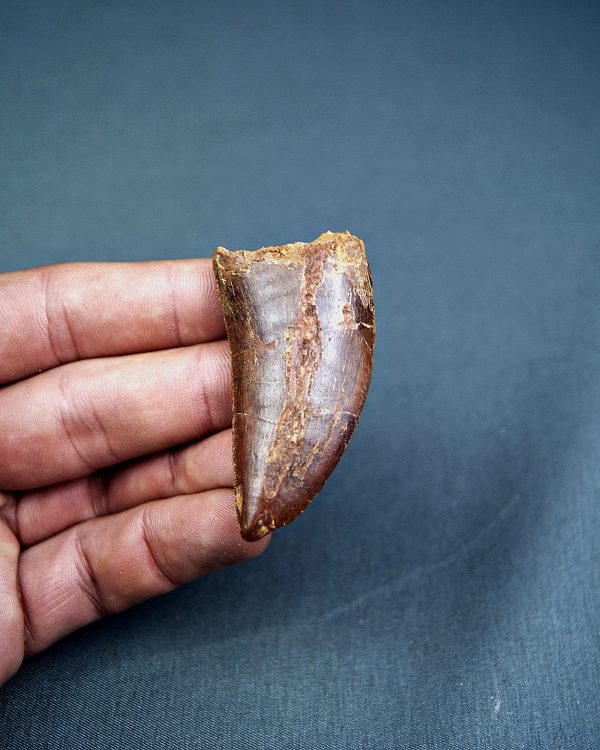 Carcharodontosaurus saharicus