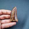 Carcharodontosaurus saharicus
