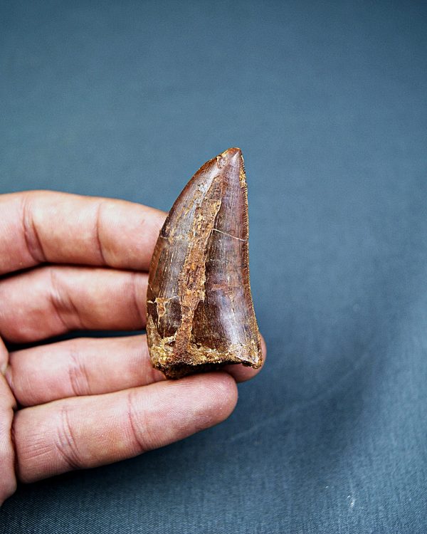 Carcharodontosaurus saharicus