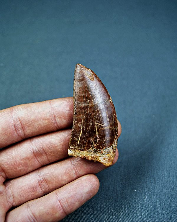 Carcharodontosaurus saharicus