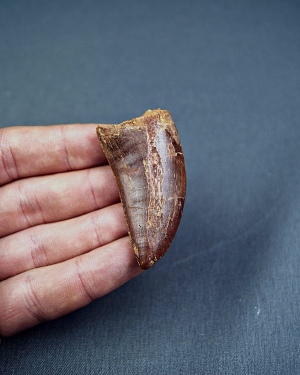 Carcharodontosaurus saharicus