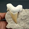 Diente gigante de Otodus obliquus