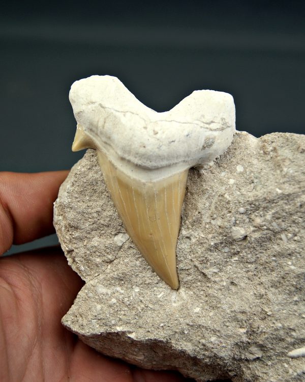 Diente gigante de Otodus obliquus