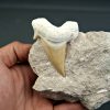 Diente gigante de Otodus obliquus
