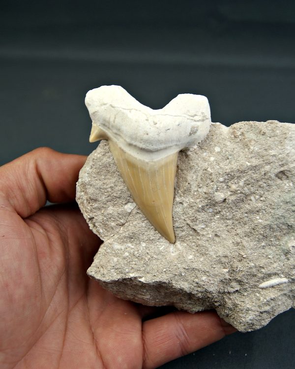 Diente gigante de Otodus obliquus