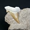 Diente gigante de Otodus obliquus