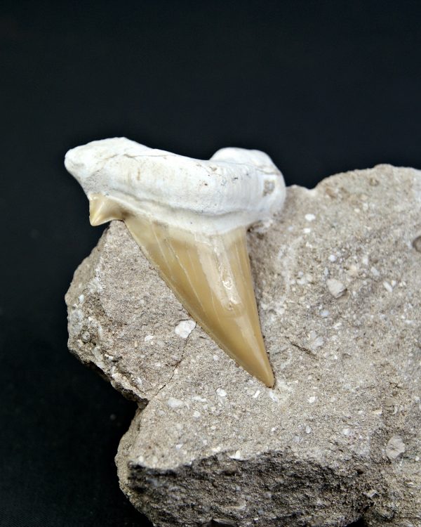 Diente gigante de Otodus obliquus