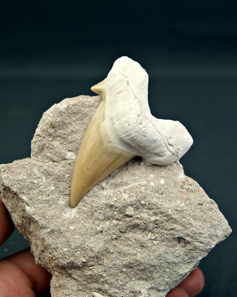 Diente gigante de Otodus obliquus