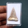 SONY DSC Palaeocarcharodon orientalis