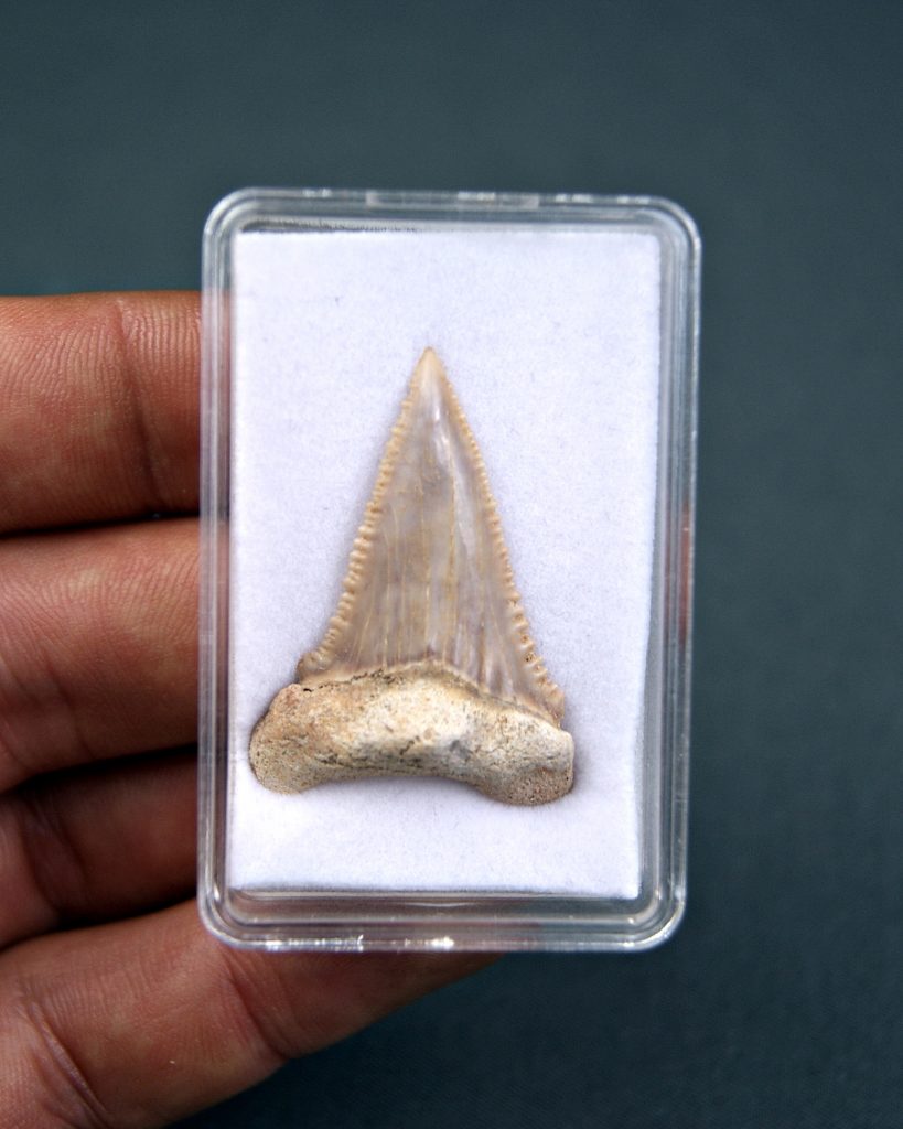 Palaeocarcharodon orientalis