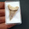SONY DSC Palaeocarcharodon orientalis