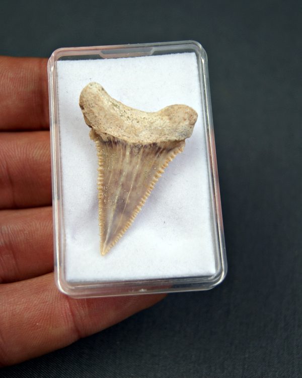 SONY DSC Palaeocarcharodon orientalis