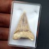 SONY DSC Palaeocarcharodon orientalis