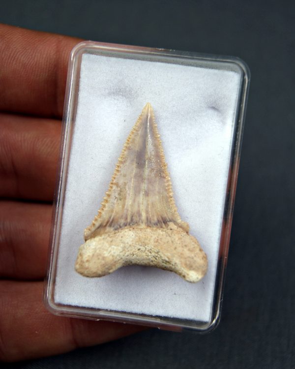 SONY DSC Palaeocarcharodon orientalis