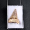 SONY DSC Palaeocarcharodon orientalis