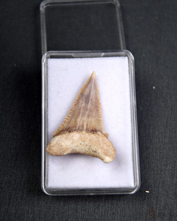 SONY DSC Palaeocarcharodon orientalis