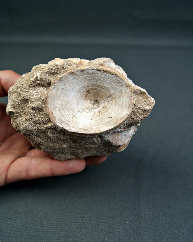 Enchodus + Plesiosaurio