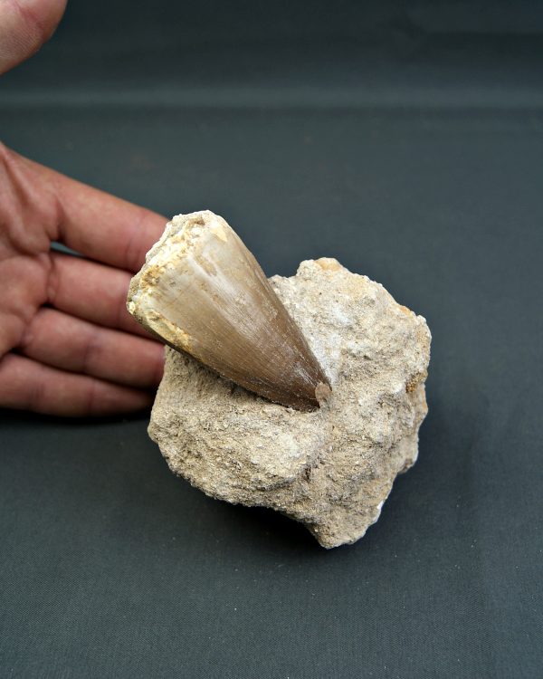 Mosasaurus thalassotitan atrox