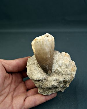 Mosasaurus thalassotitan atrox