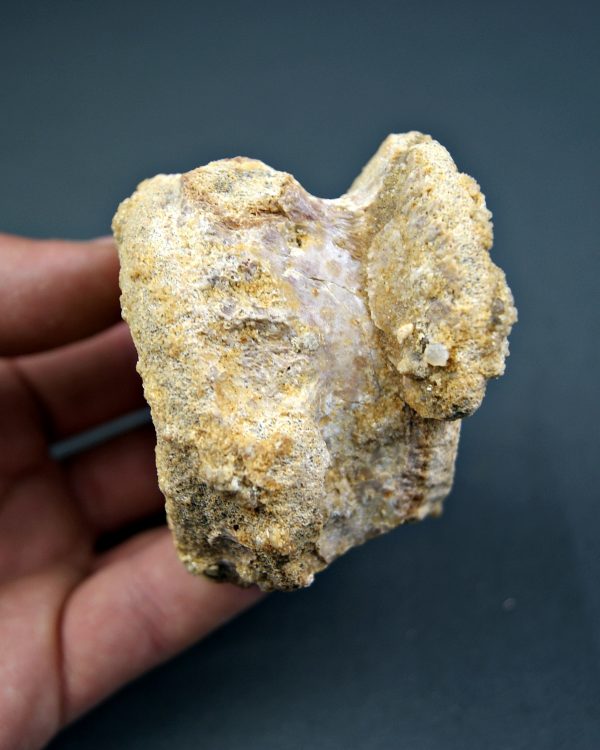 Vértebra craneal de cocodrilo