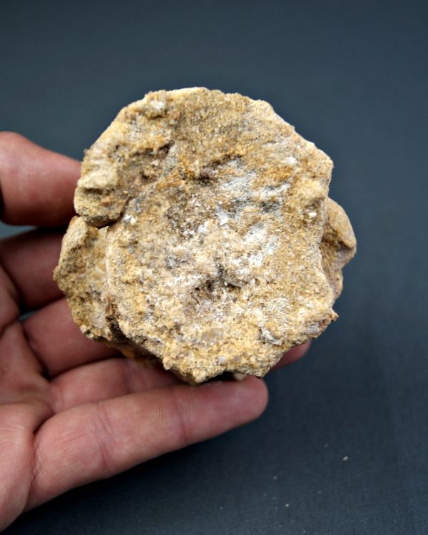 Vértebra craneal de cocodrilo
