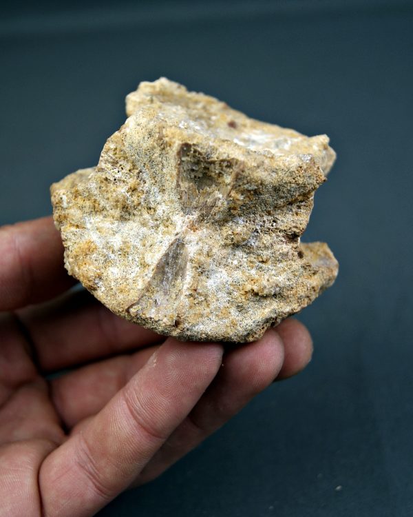 Vértebra craneal de cocodrilo