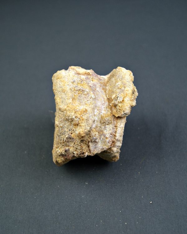 Vértebra craneal de cocodrilo