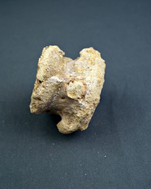 Vértebra craneal de cocodrilo