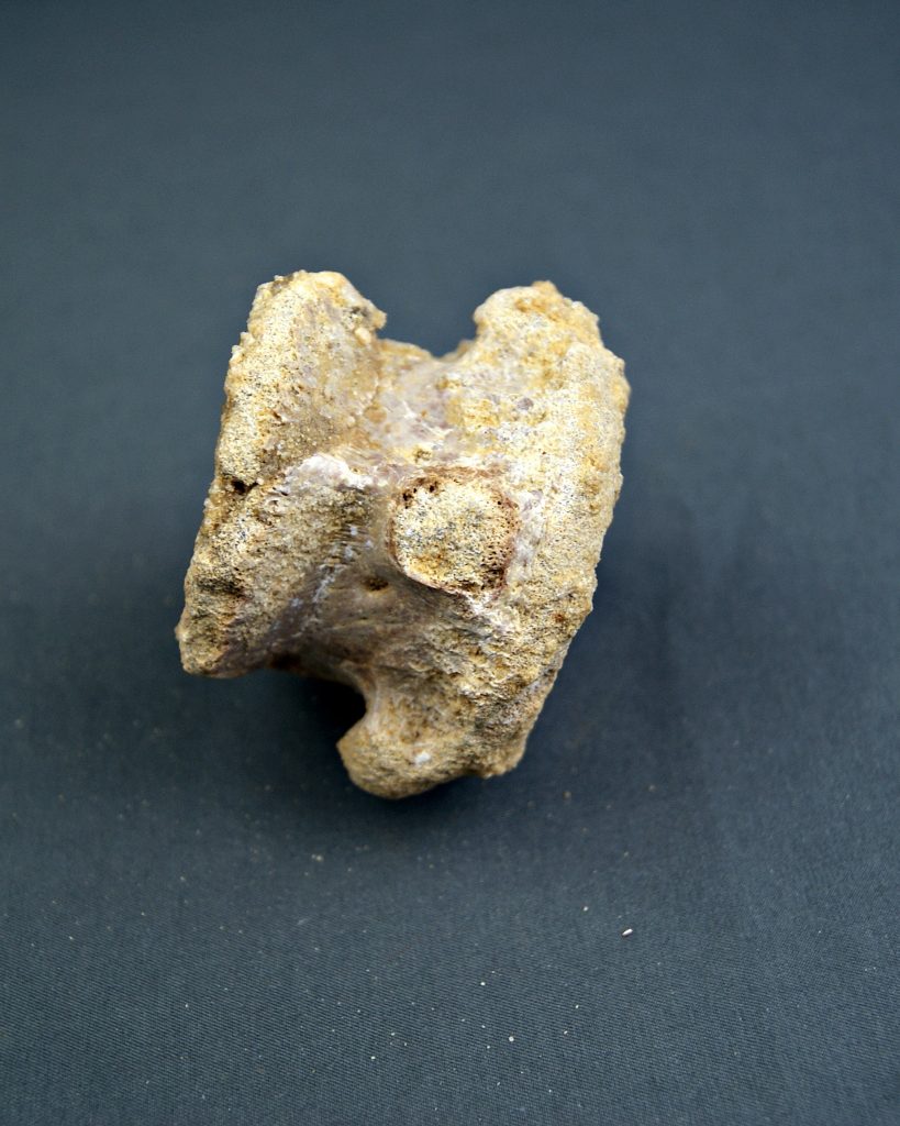 Vértebra craneal de cocodrilo