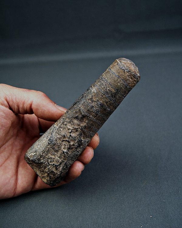 Orthocera natural