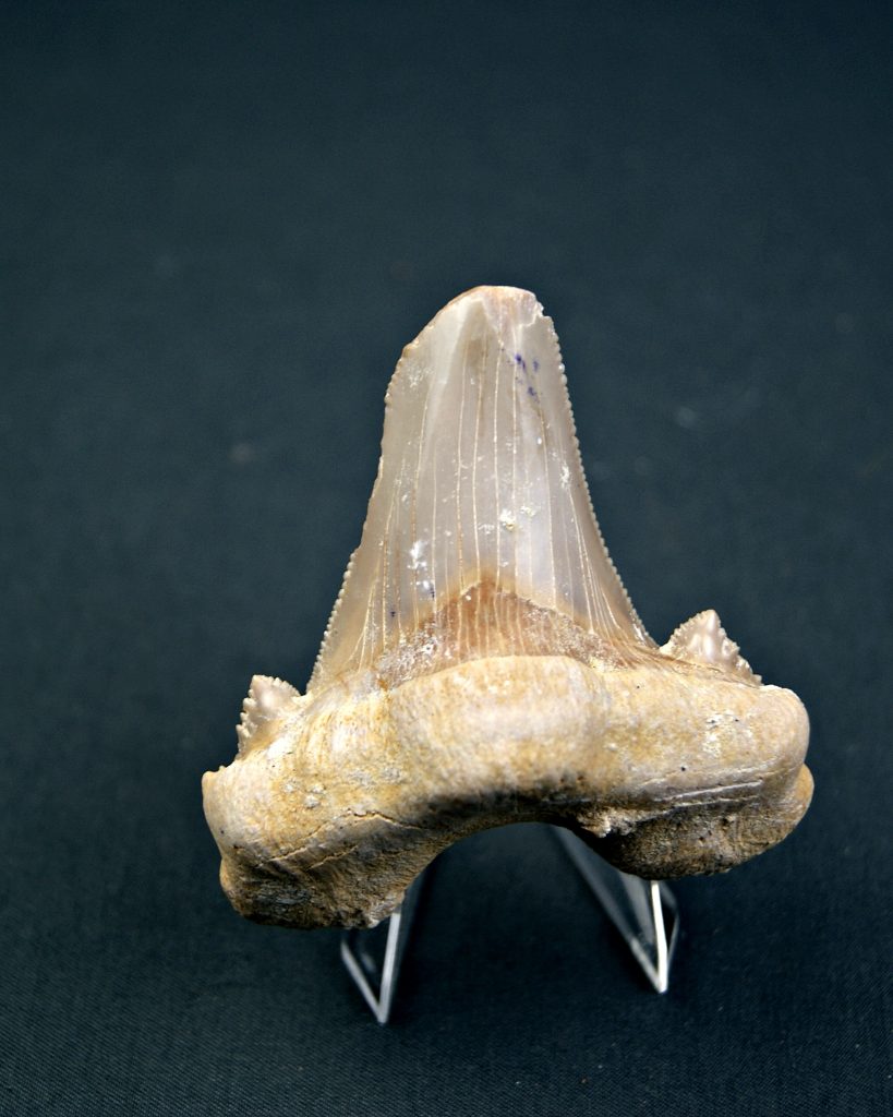 Otodus sokolovi