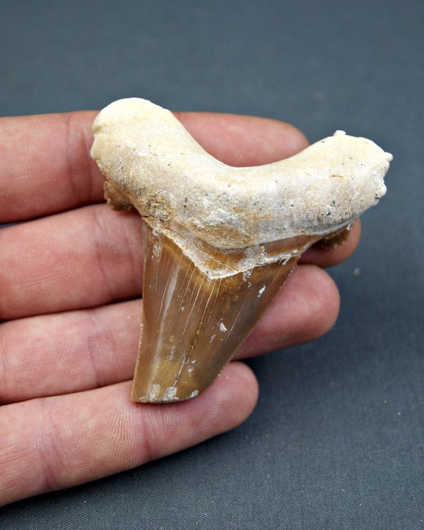 Otodus sokolovi