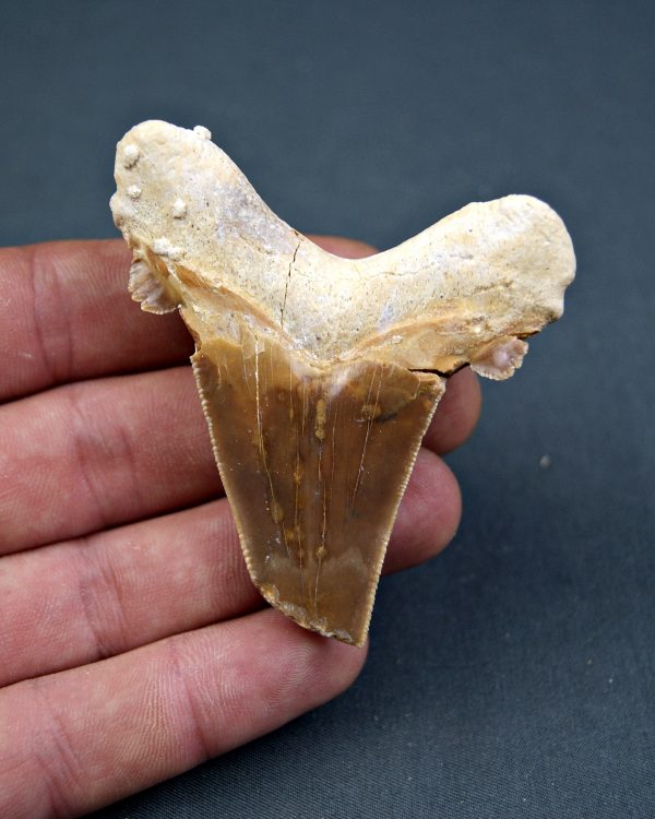 Otodus sokolovi