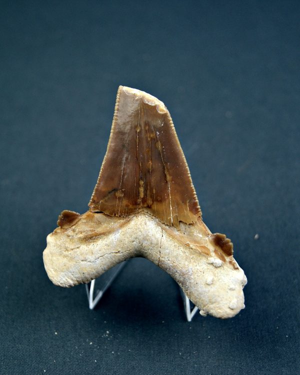 Otodus sokolovi