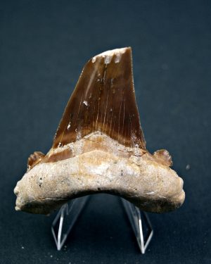 Otodus sokolovi