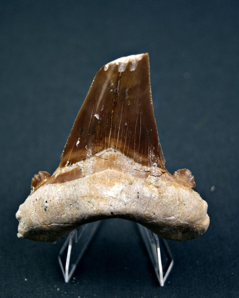Otodus sokolovi