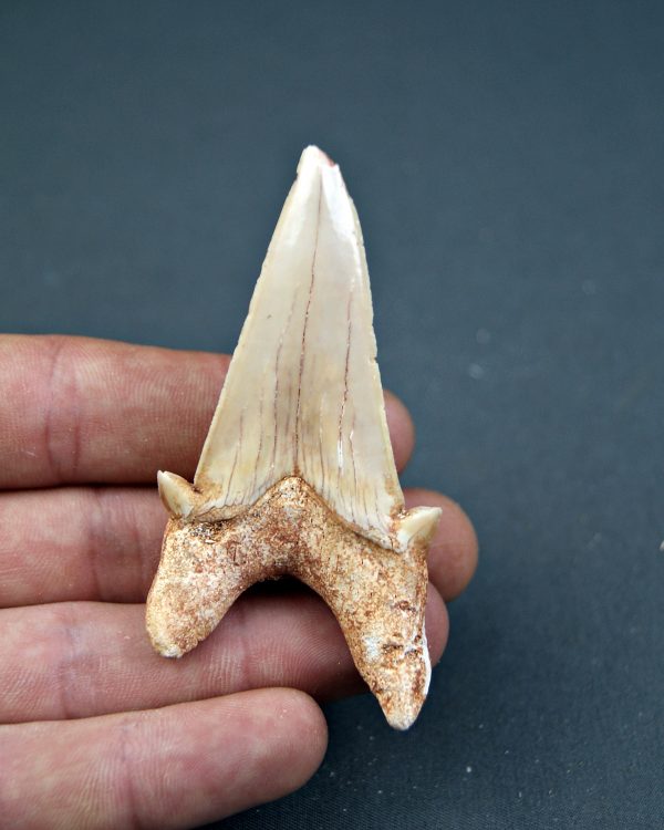 Otodus obliquus XL