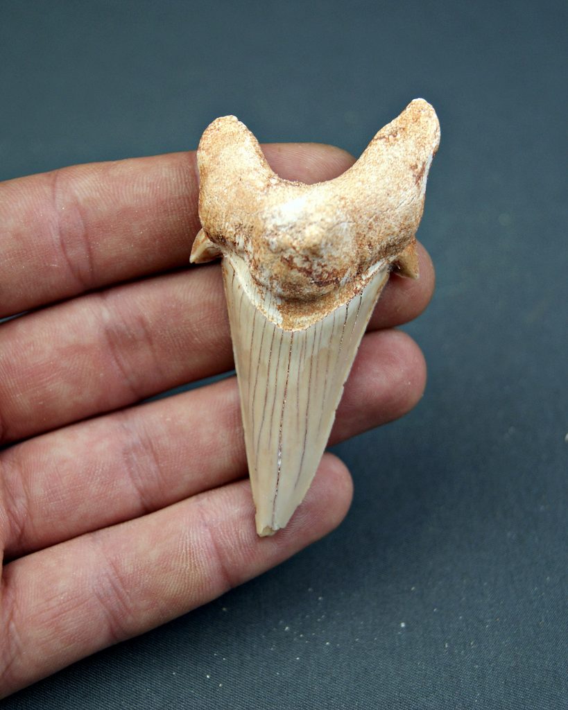 Otodus obliquus XL