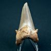 Otodus obliquus XL