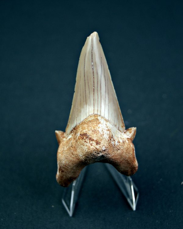 Otodus obliquus XL