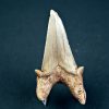 Otodus obliquus XL